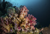 A colorful soft coral on a reef, Raja Ampat, Indonesia Poster Print by Brook Peterson/Stocktrek Images - Item # VARPSTBRP400098U