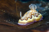 Co's Goniobranchus nudibranch, New Ireland, Papua New Guinea Poster Print by Bruce Shafer/Stocktrek Images - Item # VARPSTBRU400205U