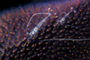 Undescribed shrimp larva on egg sack, Romblon, Philippines Poster Print by Bruce Shafer/Stocktrek Images - Item # VARPSTBRU400055U