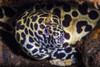 A cleaner shrimp searches for parasites on the head of this spotted moray eel Poster Print by Brook Peterson/Stocktrek Images - Item # VARPSTBRP400123U