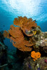 Reef scene with sea fans, Milne Bay, Papua New Guinea Poster Print by Bruce Shafer/Stocktrek Images - Item # VARPSTBRU400152U