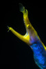 Headshot of a male ribbon eel, Anilao, Philippines Poster Print by Bruce Shafer/Stocktrek Images - Item # VARPSTBRU400030U