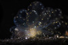 Cyerce elegans nudibranch, Tulamben, Bali, Indonesia Poster Print by Brook Peterson/Stocktrek Images - Item # VARPSTBRP400128U