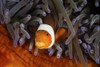 A false clownfish swims among the protective tentacles of its host anemone Poster Print by Ethan Daniels/Stocktrek Images - Item # VARPSTETH401154U