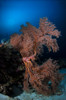 Sea fan on the colorful reefs of Komodo, Indonesia Poster Print by Aaron Wong/Stocktrek Images - Item # VARPSTAAW400028U
