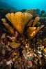 Coral reef in Raja Ampat, Indonesia Poster Print by Jennifer Idol/Stocktrek Images - Item # VARPSTJDL400263U