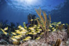 Fish schooling over a Caribbean reef, Grand Bahama, Bahamas Poster Print by Brook Peterson/Stocktrek Images - Item # VARPSTBRP400236U