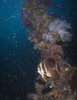 Batfish on the Shinkoku Maru shipwreck, Truk Lagoon, Micronesia Poster Print by Brandi Mueller/Stocktrek Images - Item # VARPSTBMU400208U