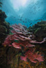 Coral reef in Raja Ampat, Indonesia Poster Print by Jennifer Idol/Stocktrek Images - Item # VARPSTJDL400265U