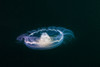 Moon jellyfish Poster Print by Jennifer Idol/Stocktrek Images - Item # VARPSTJDL400170U