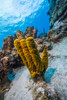 Reefscape on Grand Cayman, Cayman Islands Poster Print by Jennifer Idol/Stocktrek Images - Item # VARPSTJDL400123U