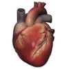 Anterior view of human heart anatomy Poster Print by Photon Illustration/Stocktrek Images - Item # VARPSTPHT700005H