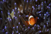 A clownfish in an anemone, North Sulawesi, Indonesia Poster Print by Brook Peterson/Stocktrek Images - Item # VARPSTBRP400038U