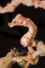 Denise's pygmy seahorse, Raja Ampat, Indonesia Poster Print by Brook Peterson/Stocktrek Images - Item # VARPSTBRP400091U