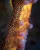 Weedy sea dragon with eggs, Tasmania, Australia Poster Print by Brandi Mueller/Stocktrek Images - Item # VARPSTBMU400192U