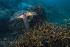 Hawksbille sea turtle in Malaysia Poster Print by Jennifer Idol/Stocktrek Images - Item # VARPSTJDL400213U