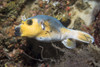 Blackspotted pufferfish in the Philippines Poster Print by Brandi Mueller/Stocktrek Images - Item # VARPSTBMU400271U