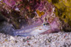 Spotted goby on the seafloor of Grand Cayman, Cayman Islands Poster Print by Jennifer Idol/Stocktrek Images - Item # VARPSTJDL400159U