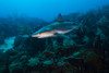 Reef shark swimming across a reef in St Croix, US Virgina Islands Poster Print by Jennifer Idol/Stocktrek Images - Item # VARPSTJDL400301U