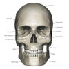 Anterior view of human skull anatomy with annotations Poster Print by Photon Illustration/Stocktrek Images - Item # VARPSTPHT700009H