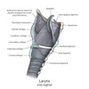 Mid-sagittal larynx anatomy with annotations Poster Print by Photon Illustration/Stocktrek Images - Item # VARPSTPHT700021H