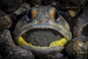 A giant jawfish brooding eggs in its mouth, Sea of Cortez, Mexico Poster Print by Brook Peterson/Stocktrek Images - Item # VARPSTBRP400206U