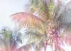 Dream Palm I Poster Print by Sue Schlabach - Item # VARPDX34378