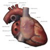 Right lateral view of human heart anatomy with annotations Poster Print by Photon Illustration/Stocktrek Images - Item # VARPSTPHT700008H