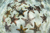 Chocolate chip starfish cling to the seafloor in Komodo National Park, Indonesia Poster Print by Ethan Daniels/Stocktrek Images - Item # VARPSTETH401078U