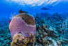 Reefscape on Grand Cayman, Cayman Islands Poster Print by Jennifer Idol/Stocktrek Images - Item # VARPSTJDL400121U