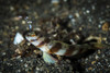 A shrimp goby and glass shrimp, Lembeh Strait, Indonesia Poster Print by Brook Peterson/Stocktrek Images - Item # VARPSTBRP400059U