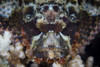 A scorpionfish waits to ambush prey on a reef Poster Print by Ethan Daniels/Stocktrek Images - Item # VARPSTETH401223U