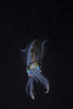 A reef squid hovers above the sandy bottom of the ocean Poster Print by Brook Peterson/Stocktrek Images - Item # VARPSTBRP400172U