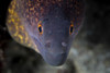 A yellow margin moray eel searches for prey on a reef in Komodo National Park Poster Print by Ethan Daniels/Stocktrek Images - Item # VARPSTETH401274U