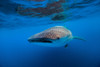 Whale shark in Isla Mujeres, Mexico Poster Print by Jennifer Idol/Stocktrek Images - Item # VARPSTJDL400193U