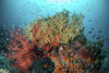 A coral reef with fish and sea fans, Raja Ampat, Indonesia Poster Print by Brook Peterson/Stocktrek Images - Item # VARPSTBRP400102U