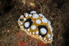 A beautiful nudibranch crawls on a sandy seafloor Poster Print by Ethan Daniels/Stocktrek Images - Item # VARPSTETH401314U