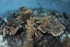 A beautiful and fragile coral reef grows in Komodo National Park, Indonesia Poster Print by Ethan Daniels/Stocktrek Images - Item # VARPSTETH401091U