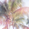 Dream Palm II Poster Print by Sue Schlabach - Item # VARPDX34379HR