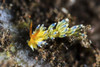 A Cuthona nudibranch, Tulamben, Bali, Indonesia Poster Print by Brook Peterson/Stocktrek Images - Item # VARPSTBRP400130U