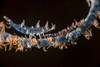 Two shrimp on a whip coral, Anilao, Philippines Poster Print by Brook Peterson/Stocktrek Images - Item # VARPSTBRP400177U