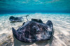 Southern stingrays on the sandbar in Grand Cayman, Cayman Islands Poster Print by Jennifer Idol/Stocktrek Images - Item # VARPSTJDL400154U