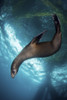 A young sea lion plays under an oil rig platform, Southern California Poster Print by Brook Peterson/Stocktrek Images - Item # VARPSTBRP400190U