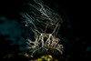 Head of a melabi colemani nudibranch, Romblon, Philippines Poster Print by Bruce Shafer/Stocktrek Images - Item # VARPSTBRU400046U
