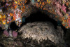 A wobbegong shark sleeps under a coral cavern Poster Print by Brook Peterson/Stocktrek Images - Item # VARPSTBRP400202U