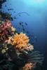 Soft corals and fish on a coral reef Poster Print by Brook Peterson/Stocktrek Images - Item # VARPSTBRP400036U