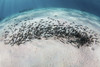 A school of juvenile striped eel catfish swimming over the seafloor in Komodo National Park Poster Print by Ethan Daniels/Stocktrek Images - Item # VARPSTETH401208U