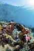 Giant clam on a coral reef, Raja Ampat, Indonesia Poster Print by Brook Peterson/Stocktrek Images - Item # VARPSTBRP400068U