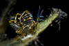 Black-lined sapsucking slug, Romblon, Philippines Poster Print by Bruce Shafer/Stocktrek Images - Item # VARPSTBRU400044U