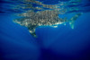 Whale shark in Isla Mujeres, Mexico Poster Print by Jennifer Idol/Stocktrek Images - Item # VARPSTJDL400183U